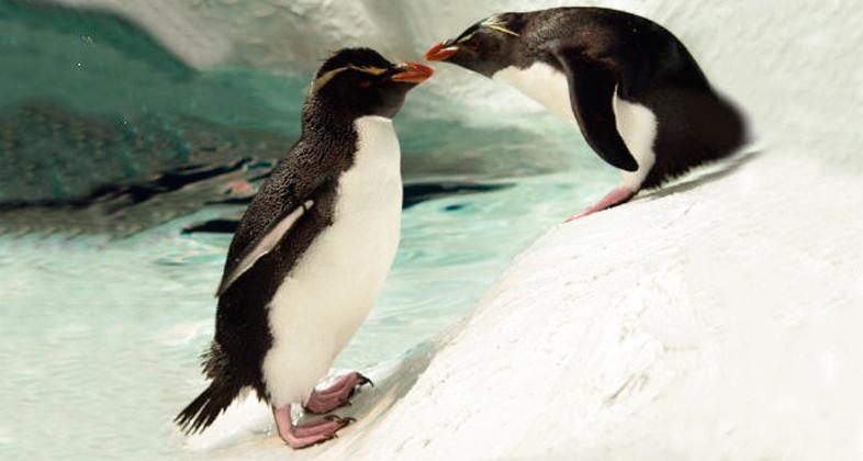 Faunia acerca el cortejo de los pingüinos por San Valentín