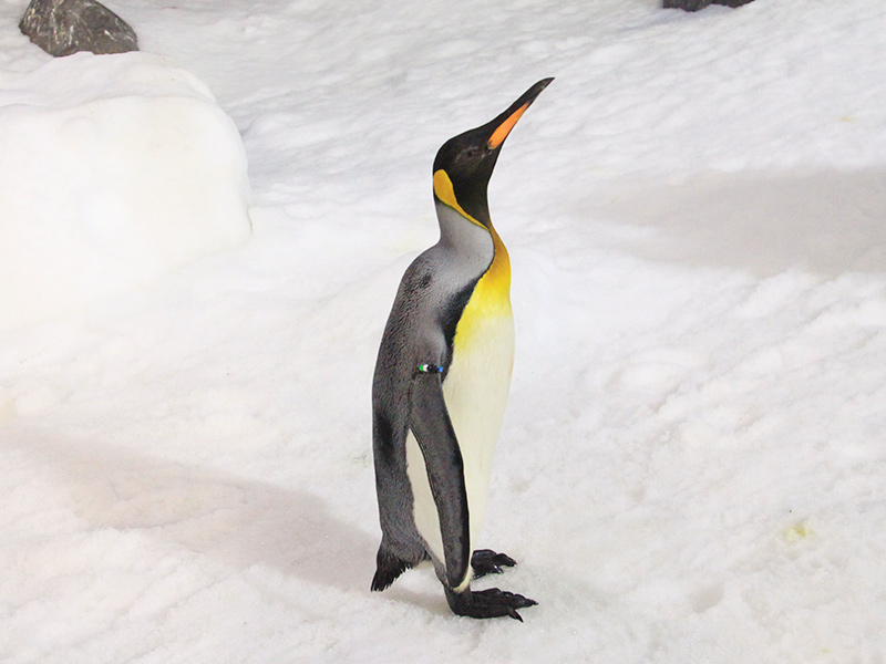 Pingüino rey en Faunia