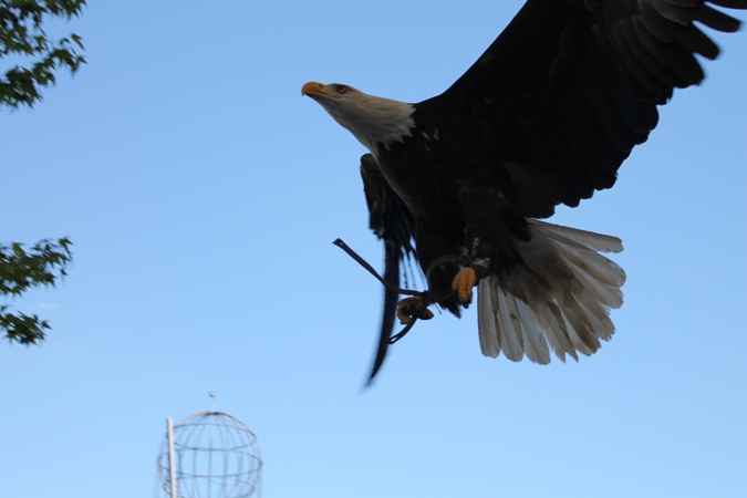 Aves rapaces en Faunia