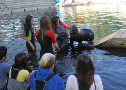 Interacción acuática mamíferos marinos en Faunia