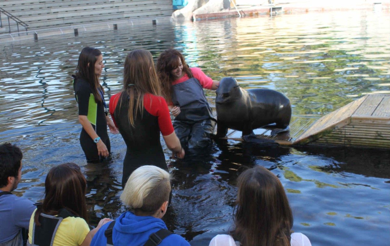 interaccion_acuatica_oso_marinos_faunia