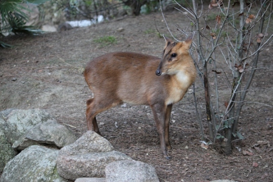 Muntjac en Faunia