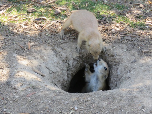 Perrito de las praderas en Faunia