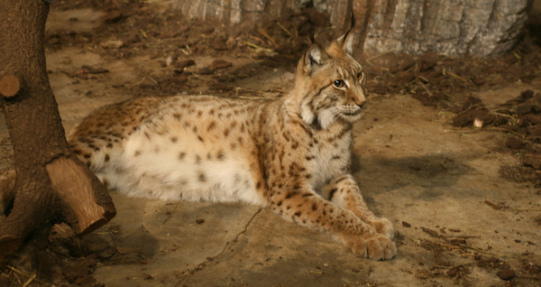 Lince