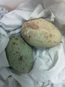 Incubación de huevos del Ibis Escarlata 
