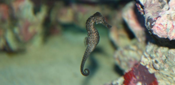 El caballito de mar, uno de los animales más singulares del fondo marino