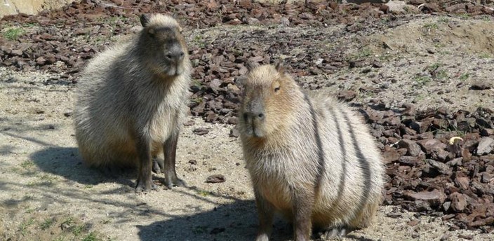 Capibara, el roedor mas grande del mundo