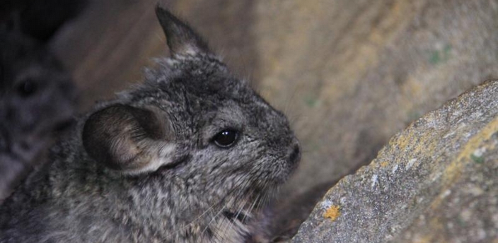 En el reino de las chinchillas