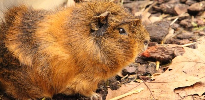 La cobaya, el animal que es muchos animales