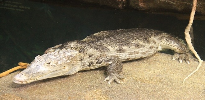 Cocodrilos del Nilo, dioses bajo el agua