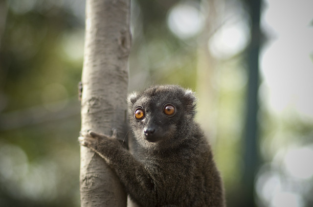 Tres curiosidades de animales que desconocías