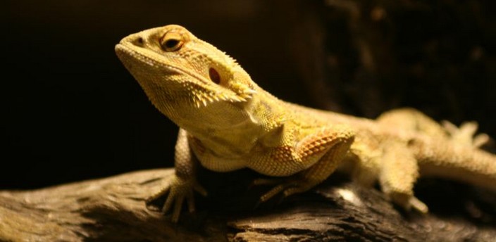 El dragón barbudo, el único reptil con perilla... ¡de espinas! 