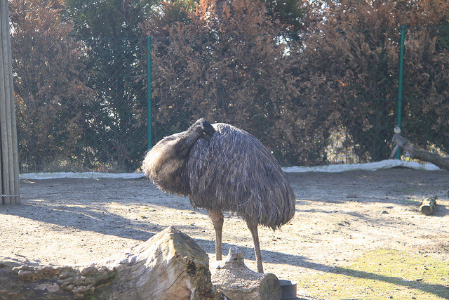 El emú, el segundo ave más grande del planeta