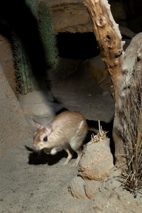 Conoce a la liebre del desierto