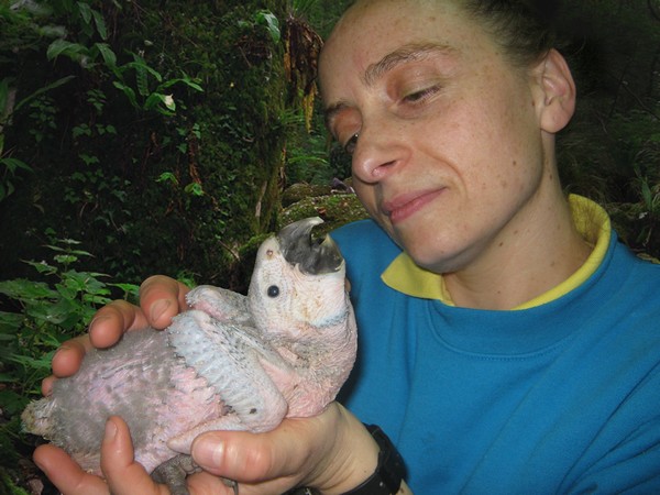 Una historia de amor guacamayo