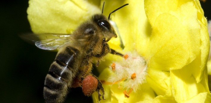 Insectos, otros mundos dentro del nuestro