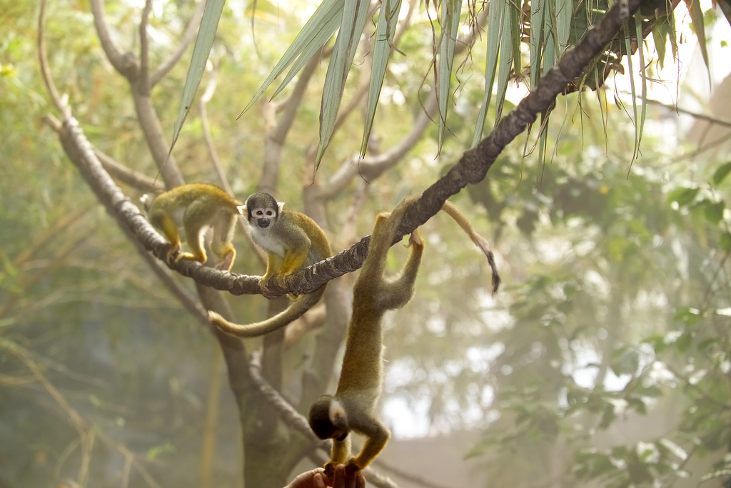 Jungla amazónica, un gigante de color verde