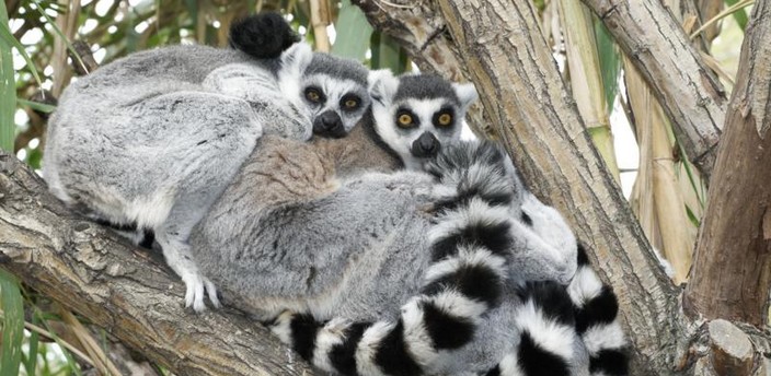 Bosque africano, una inolvidable visita al hogar de los lémures