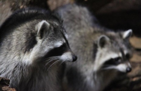 El mapache, las zarpas más incorregibles del mundo animal