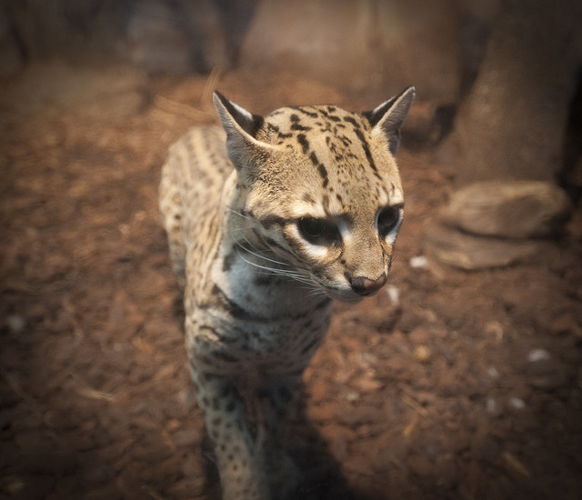 El majestuoso ocelote, un cazador nocturno