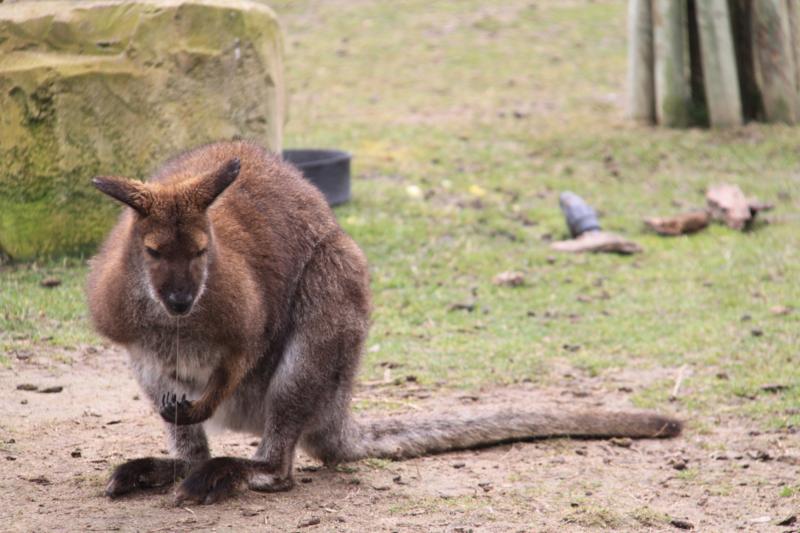 El wallaby, un canguro en miniatura