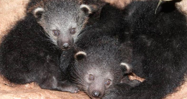 Nacen, por primera vez en Faunia, tres crías de binturong