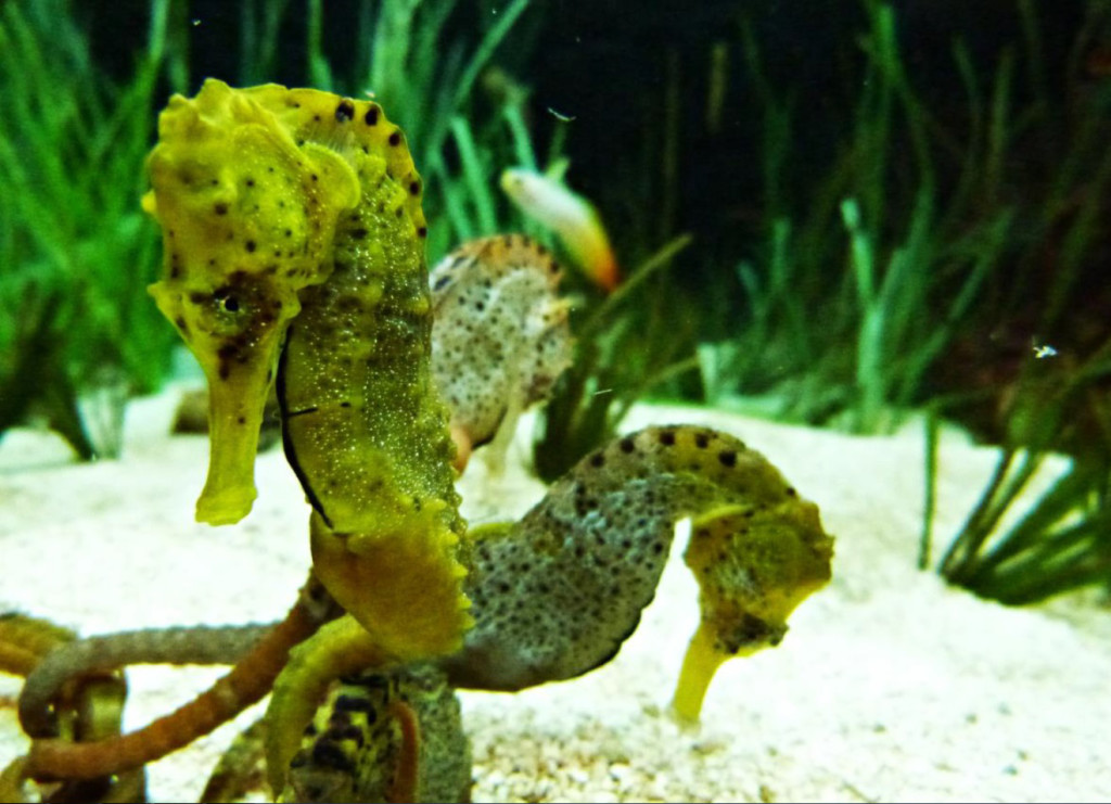 Conoce al caballito de mar, una especie fascinante