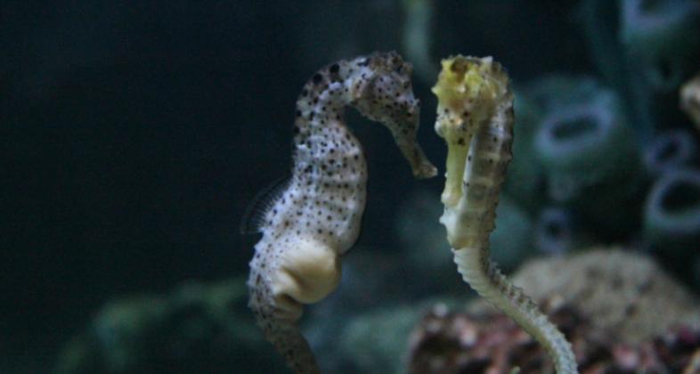 Los caballitos de mar del Mediterráneo, cerca del peligro de extinción, según la UICN