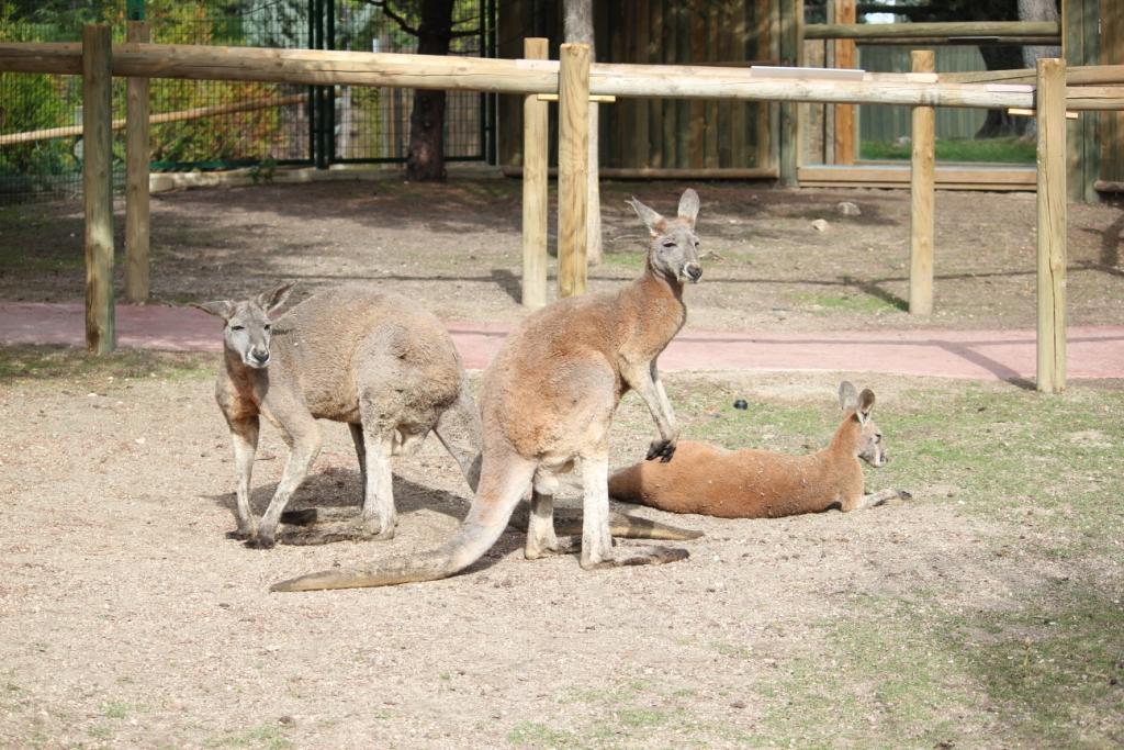 Conoce de cerca al canguro rojo, el mayor de los marsupiales