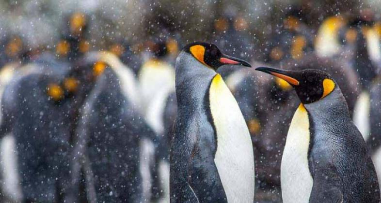 Nos sumamos a la campaña de SEO BirdLife International “Protege a un pingüino” 