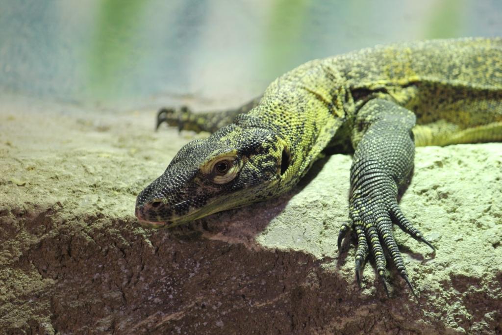 ¿Quién dijo que los dragones no existen? 