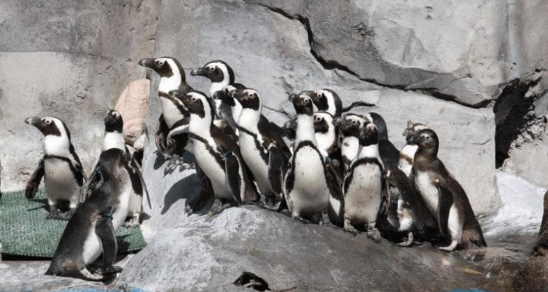 Conoce el proyecto del banco de germoplasma de pingüinos del INIA en el que participan Faunia y Zoo Madrid