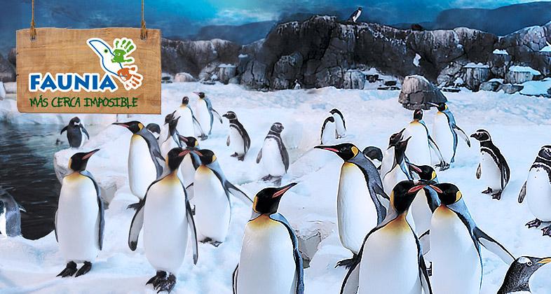 Un viaje a la Antártida, con los pingüinos de Faunia