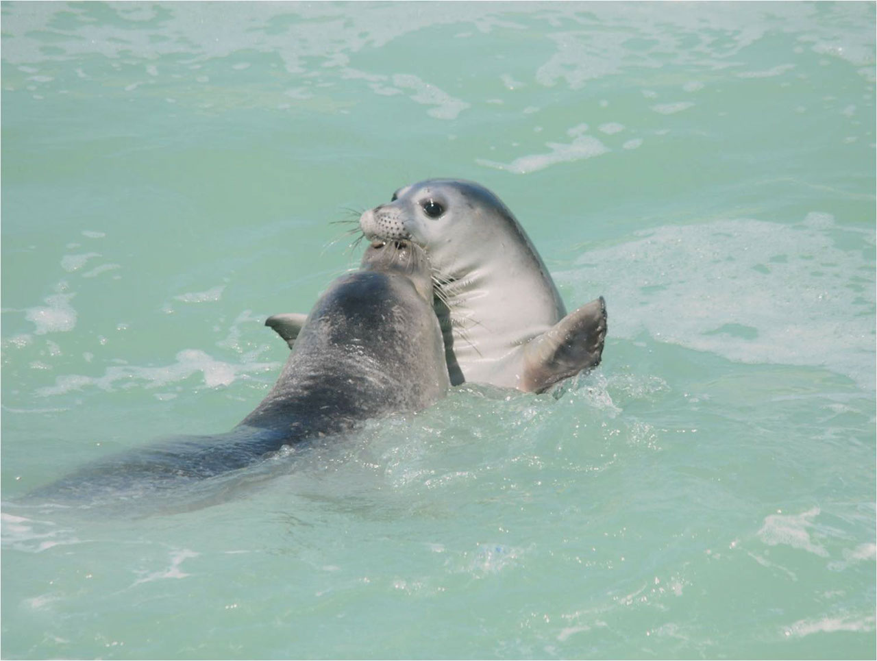 Ven al Día de la Foca Monje