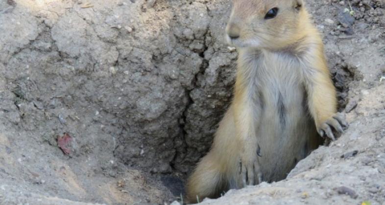 ¡Llega el otoño a Faunia!