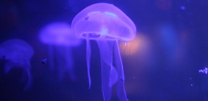 La medusa, un extraterrestre en el mar 
