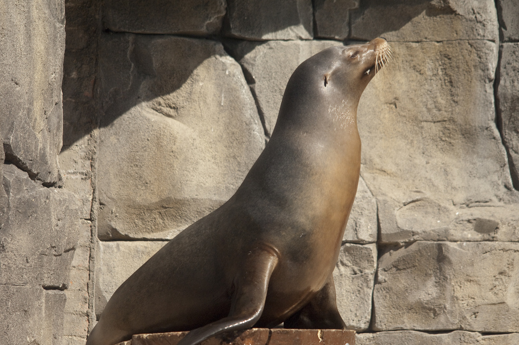 El león marino californiano, el rugido del mar