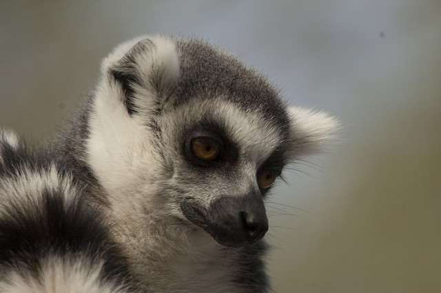 El lémur, el verdadero rey de Madagascar