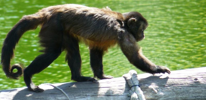 Mono capuchino, un despierto e ingenioso primate