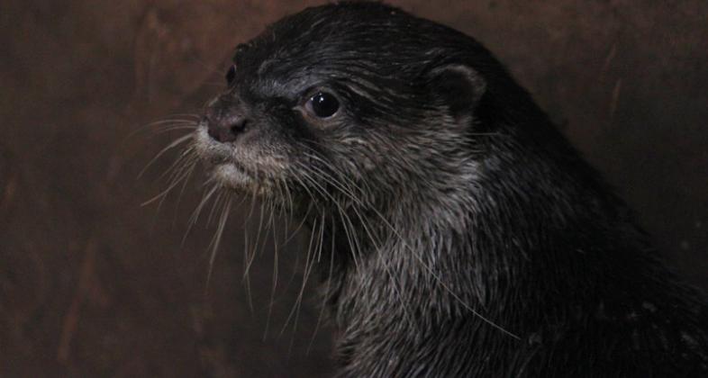 Conoce más sobre la situación de la nutria en su día mundial