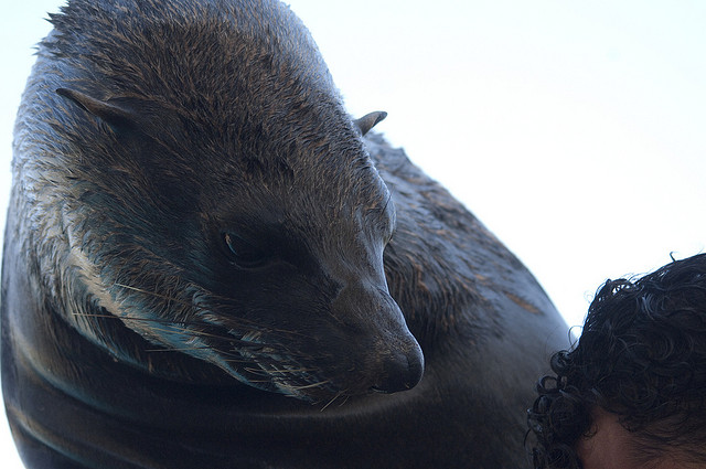 Nadando junto al oso marino