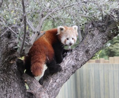 El panda rojo, uno de los animales más bonitos del planeta 