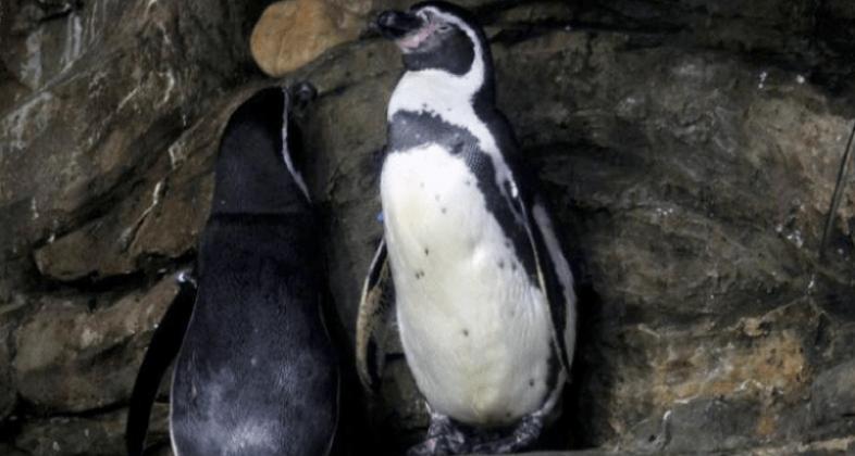 Día mundial del pingüino: ¡los pingüinos de Humboldt están en peligro!