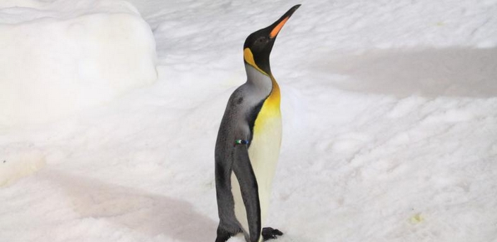 Los pingüinos, las aves marinas más divertidas 
