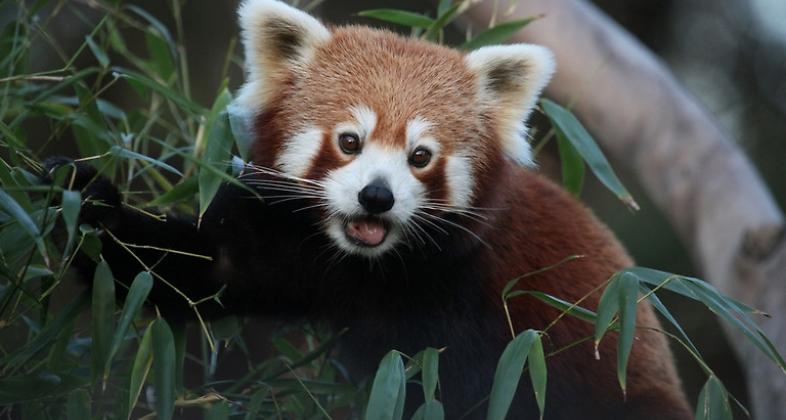 Red Panda Network lanza el primer proyecto de conservación in situ de panda rojo en Bhután