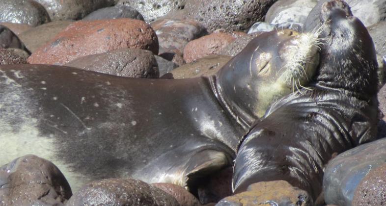 Premio AIZA 2018 a la Conservación de la foca monje del Mediterráneo en el archipiélago de Madeira