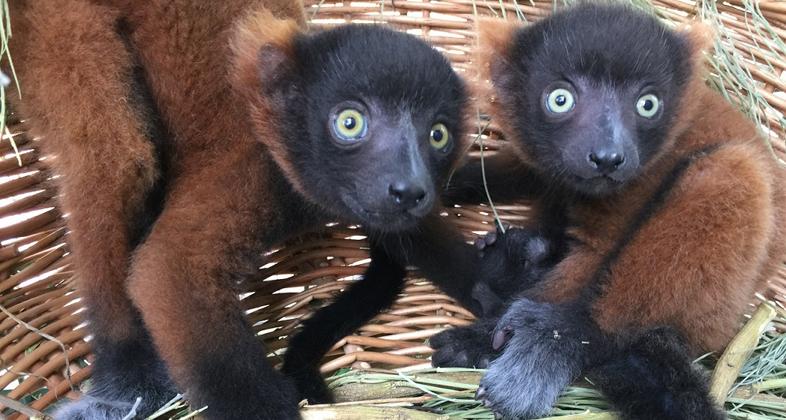 Las primeras crías de lémur rujo rojo en Faunia, una especie en Peligro Crítico