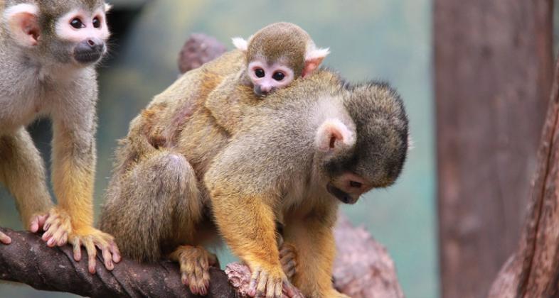 Territorio Saimiri, explora la Jungla desde dentro