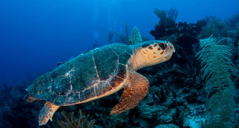 La Asociación Chelonia y Faunia celebran la Jornada de Identificación de Rastros y Nidos de Tortugas Marinas
