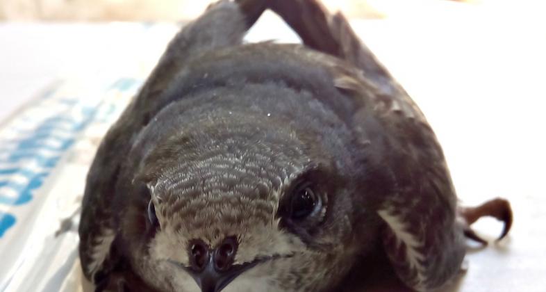 ¡Hace mucho calor!...  También para los pájaros